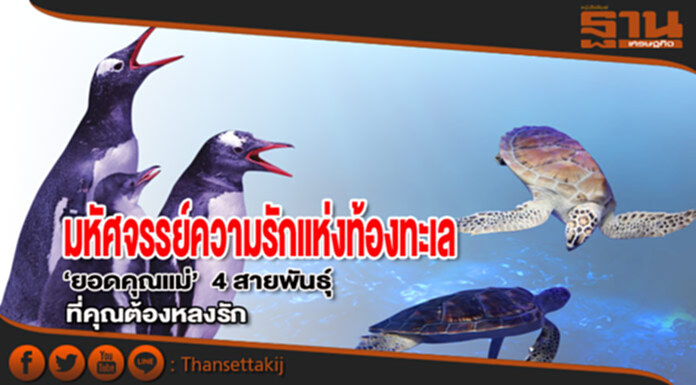 มหัศจรรย์ความรักแห่งท้องทะเล ‘ยอดคุณแม่’ 4 สายพันธุ์ ที่คุณต้องหลงรัก มหัศจรรย์ความรักแห่งท้องทะเล ‘ยอดคุณแม่’ 4 สายพันธุ์ ที่คุณต้องหลงรัก