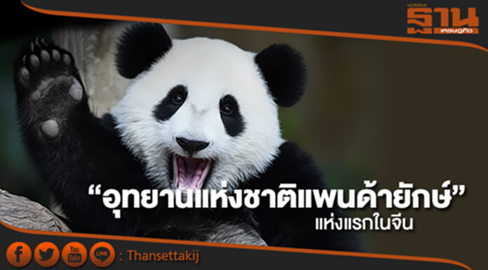 จีนไฟเขียวตั้ง “อุทยานแห่งชาติแพนด้ายักษ์” แห่งแรก จีนไฟเขียวตั้ง “อุทยานแห่งชาติแพนด้ายักษ์” แห่งแรก