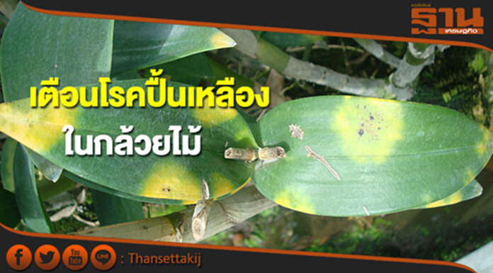 เตือนโรคปื้นเหลืองในกล้วยไม้ เตือนโรคปื้นเหลืองในกล้วยไม้