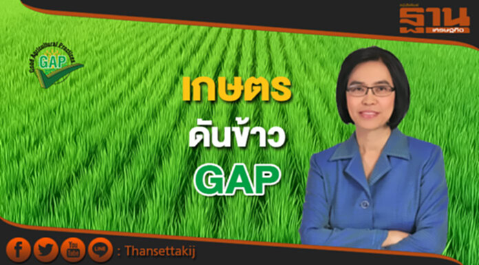 เกษตรดันข้าวGAP เป้า5ปี29ล้านไร่ เกษตรดันข้าวGAP เป้า5ปี29ล้านไร่