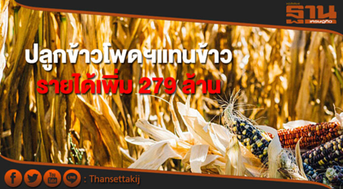 ปลูกข้าวโพดเลี้ยงสัตว์แทนข้าว 29 จังหวัดช่วยเกษตรกรมีรายได้เพิ่ม 279 ล้าน ปลูกข้าวโพดเลี้ยงสัตว์แทนข้าว 29 จังหวัดช่วยเกษตรกรมีรายได้เพิ่ม 279 ล้าน