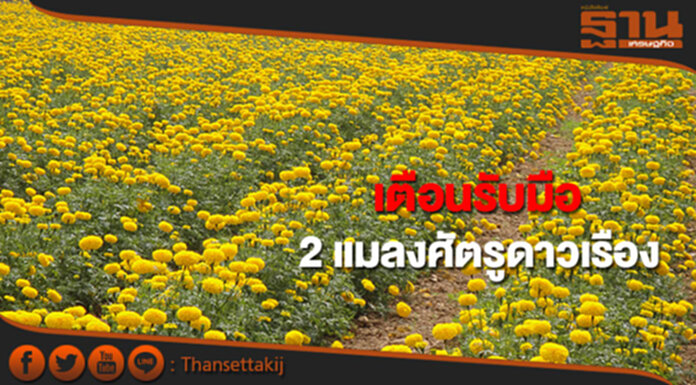 กรมวิชาการเกษตร เตือนเตรียมรับมือ 2 แมลงศัตรูดาวเรือง กรมวิชาการเกษตร เตือนเตรียมรับมือ 2 แมลงศัตรูดาวเรือง