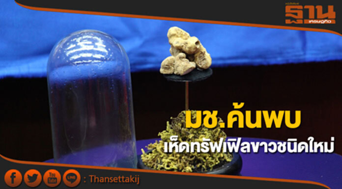 มช.ค้นพบเห็ดทรัฟเฟิลขาวเทพสุคนธ์ใหม่สุดในโลก มช.ค้นพบเห็ดทรัฟเฟิลขาวเทพสุคนธ์ใหม่สุดในโลก