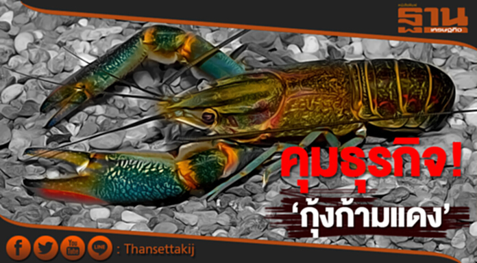 ‘กรมประมง’ ออกประกาศ คุมธุรกิจ! ‘กุ้งก้ามแดง’ ‘กรมประมง’ ออกประกาศ คุมธุรกิจ! ‘กุ้งก้ามแดง’