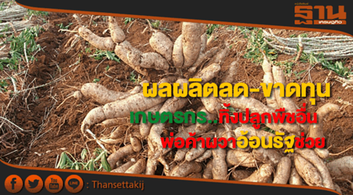 ผลผลิตลด-ขาดทุนเกษตรกรทิ้งมันฯหันปลูกพืชอื่นแทนพ่อค้าผวาอ้อนรัฐช่วยอุ้ม ผลผลิตลด-ขาดทุนเกษตรกรทิ้งมันฯหันปลูกพืชอื่นแทนพ่อค้าผวาอ้อนรัฐช่วยอุ้ม