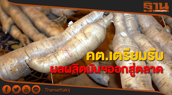 คต.เตรียมพร้อมรองรับผลผลิตมันสำปะหลังที่จะออกสู่ตลาด คต.เตรียมพร้อมรองรับผลผลิตมันสำปะหลังที่จะออกสู่ตลาด