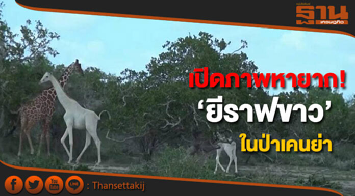 เปิดภาพหายาก! ‘ยีราฟขาว’ในป่าเคนย่า เปิดภาพหายาก! ‘ยีราฟขาว’ในป่าเคนย่า