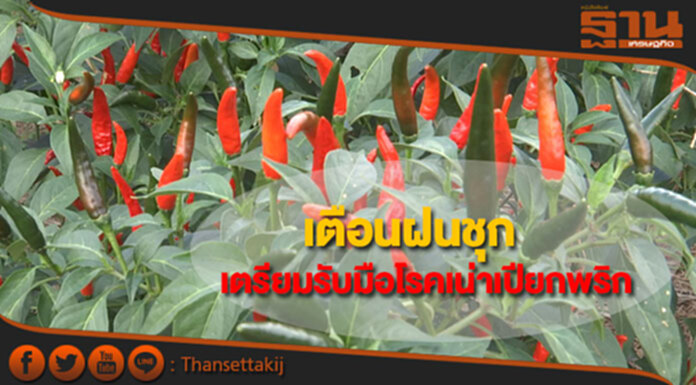เตือนฝนชุกเตรียมรับมือโรคเน่าเปียกพริก เตือนฝนชุกเตรียมรับมือโรคเน่าเปียกพริก