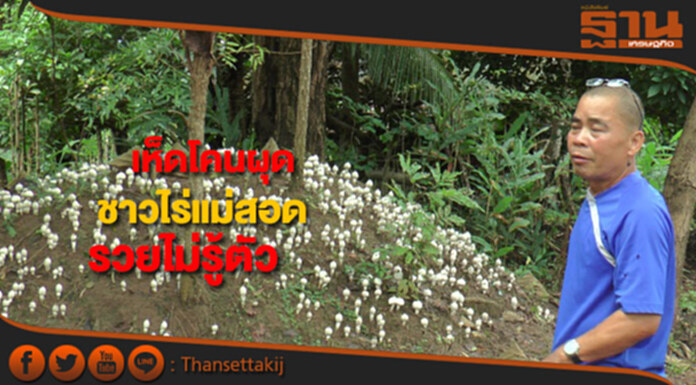 ชาวไร่แม่สอดรวยไม่รู้ตัวเห็ดโคนผุดรับทรัพย์ 2 หมื่น/วัน ชาวไร่แม่สอดรวยไม่รู้ตัวเห็ดโคนผุดรับทรัพย์ 2 หมื่น/วัน