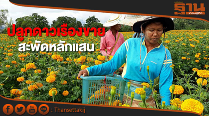 เกษตรกรพบพระปลูกดาวเรืองขายเงินสะพัดหลายแสนบาท เกษตรกรพบพระปลูกดาวเรืองขายเงินสะพัดหลายแสนบาท
