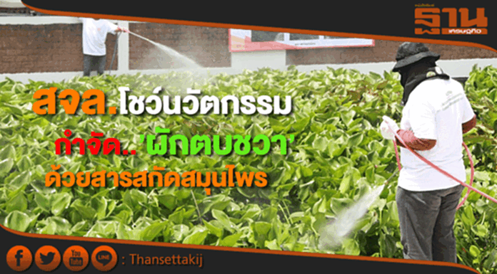 สจล. โชว์นวัตกรรม“กำจัดผักตบชวาอย่างยั่งยืนด้วยสารสกัดจากสมุนไพร” สจล. โชว์นวัตกรรม“กำจัดผักตบชวาอย่างยั่งยืนด้วยสารสกัดจากสมุนไพร”
