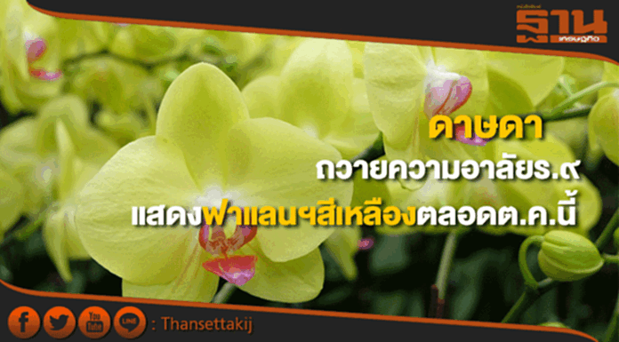 ดาษดาถวายความอาลัยร.๙ จัดแสดงฟาแลนนอปซิสสีเหลืองตลอดต.ค.นี้ ดาษดาถวายความอาลัยร.๙ จัดแสดงฟาแลนนอปซิสสีเหลืองตลอดต.ค.นี้
