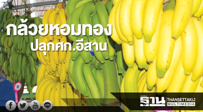 กล้วยหอมทองปลุกศก.อีสาน ‘ญี่ปุ่น จีน เกาหลี’นิยมบริโภค-ออร์เดอร์ไม่อั้น กล้วยหอมทองปลุกศก.อีสาน ‘ญี่ปุ่น จีน เกาหลี’นิยมบริโภค-ออร์เดอร์ไม่อั้น