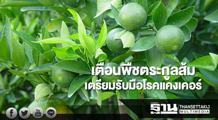 เตือนพืชตระกูลส้มเตรียมรับมือโรคแคงเคอร์ เตือนพืชตระกูลส้มเตรียมรับมือโรคแคงเคอร์