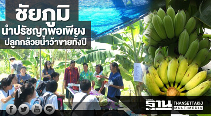 ชัยภูมินำปรัชญาพอเพียง ปลูกกล้วยนํ้าว้าขายทั้งปี ชัยภูมินำปรัชญาพอเพียง ปลูกกล้วยนํ้าว้าขายทั้งปี