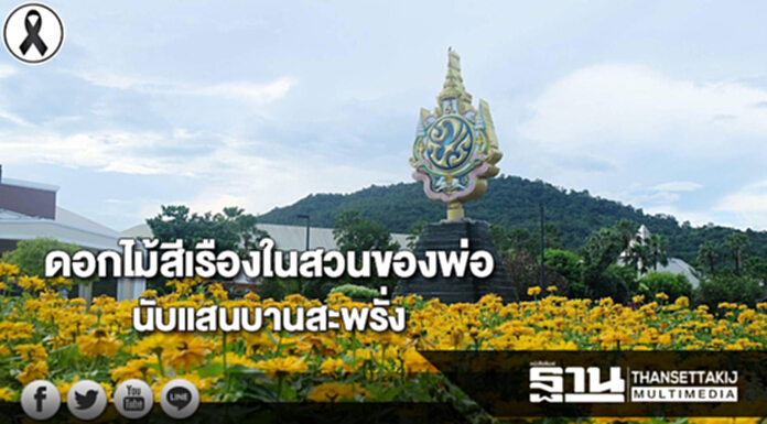 ดอกไม้สีเรืองในสวนของพ่อ นับแสนต้นบานสะพรั่งที่อุทยานหลวงราชพฤกษ์ ดอกไม้สีเรืองในสวนของพ่อ นับแสนต้นบานสะพรั่งที่อุทยานหลวงราชพฤกษ์