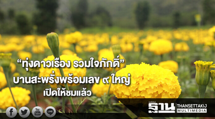 “ทุ่งดาวเรือง รวมใจภักดิ์”บานสะพรั่ง4.5แสนต้นพร้อมเลข ๙ ใหญ่เปิดให้เข้าชมแล้ว “ทุ่งดาวเรือง รวมใจภักดิ์”บานสะพรั่ง4.5แสนต้นพร้อมเลข ๙ ใหญ่เปิดให้เข้าชมแล้ว