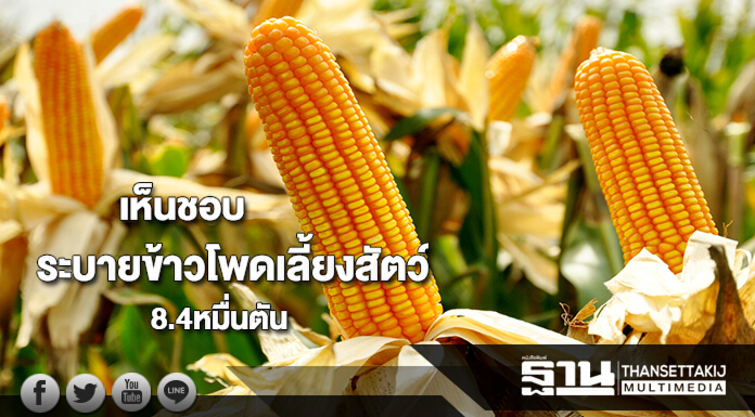 เห็นชอบหลักการระบายข้าวโพดเลี้ยงสัตว์ 8.4 หมื่นตัน เห็นชอบหลักการระบายข้าวโพดเลี้ยงสัตว์ 8.4 หมื่นตัน