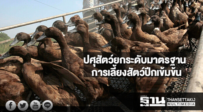 ปศุสัตว์ยกระดับมาตรฐานการเลี้ยงสัตว์ปีก(GFM)เข้มข้น ปศุสัตว์ยกระดับมาตรฐานการเลี้ยงสัตว์ปีก(GFM)เข้มข้น