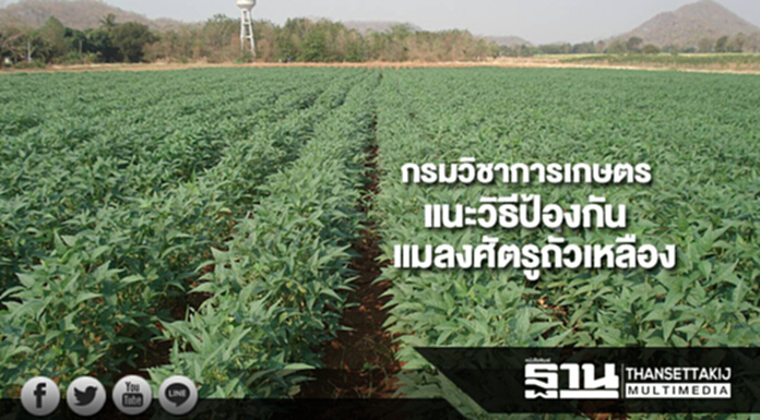 กรมวิชาการเกษตรแนะวิธีป้องกันแมลงศัตรูถั่วเหลือง กรมวิชาการเกษตรแนะวิธีป้องกันแมลงศัตรูถั่วเหลือง