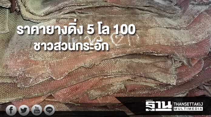 ราคายางดิ่ง 5 โล 100 ชาวสวนกระอัก