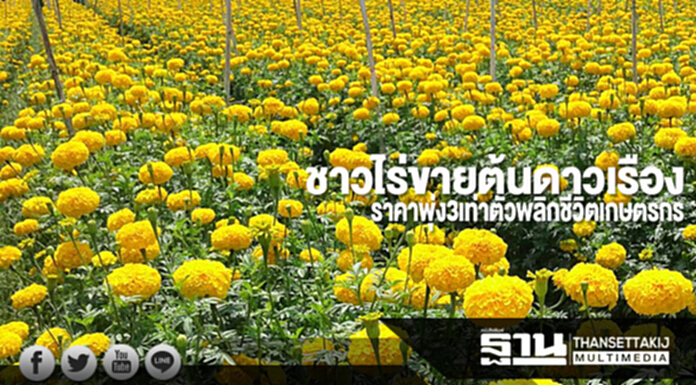 ชาวไร่ขายต้นดาวเรือง ราคาพุ่ง 3 เท่าตัวพลิกชีวิตเกษตรกร ชาวไร่ขายต้นดาวเรือง ราคาพุ่ง 3 เท่าตัวพลิกชีวิตเกษตรกร