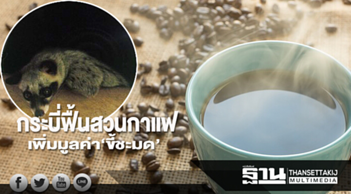 กระบี่ฟื้นสวนกาแฟเพิ่มมูลค่า‘ขี้ชะมด’ กระบี่ฟื้นสวนกาแฟเพิ่มมูลค่า‘ขี้ชะมด’