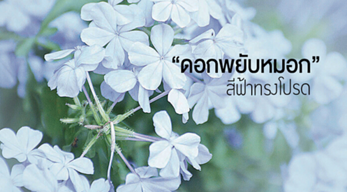 “ดอกพยับหมอก” ... สีฟ้าทรงโปรด “ดอกพยับหมอก” ... สีฟ้าทรงโปรด