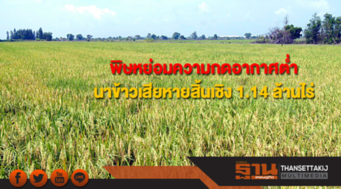 เกษตรฯเผยพิษหย่อมความกดอากาศต่ำ นาข้าวเสียหายสิ้นเชิง 1.14 ล้านไร่ เกษตรฯเผยพิษหย่อมความกดอากาศต่ำ นาข้าวเสียหายสิ้นเชิง 1.14 ล้านไร่
