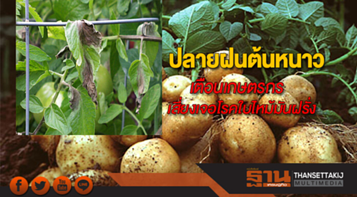 ปลายฝนต้นหนาวเตือนเกษตรกรเสี่ยงเจอโรคใบไหม้มันฝรั่ง ปลายฝนต้นหนาวเตือนเกษตรกรเสี่ยงเจอโรคใบไหม้มันฝรั่ง
