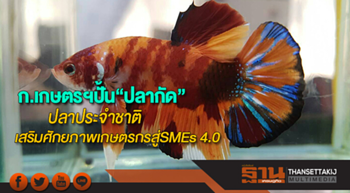 ก.เกษตรฯปั้น“ปลากัด”สัตว์น้ำประจําชาติเสริมศักยภาพเกษตรกรสู่ผู้ประกอบการ SMEs 4.0 ก.เกษตรฯปั้น“ปลากัด”สัตว์น้ำประจําชาติเสริมศักยภาพเกษตรกรสู่ผู้ประกอบการ SMEs 4.0