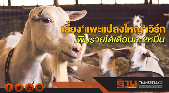 เลี้ยง‘แพะแปลงใหญ่’เวิร์ก เพิ่มรายได้เดือนละ2หมื่น เลี้ยง‘แพะแปลงใหญ่’เวิร์ก เพิ่มรายได้เดือนละ2หมื่น