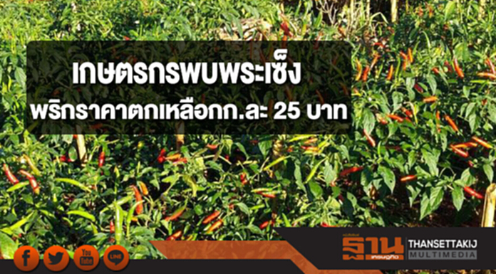เกษตรกรพบพระเซ็ง พริกราคาตกเหลือ กก.ละ 25 บาท เกษตรกรพบพระเซ็ง พริกราคาตกเหลือ กก.ละ 25 บาท