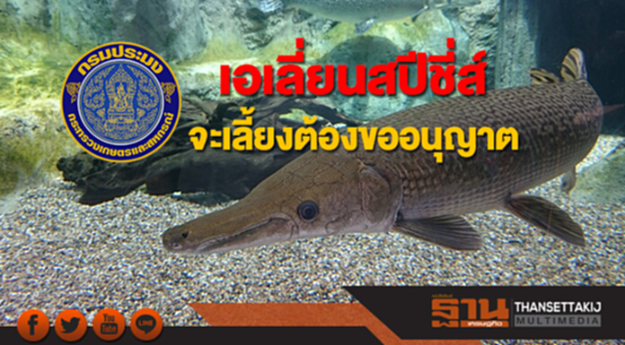 กรมประมงยัน"เอเลี่ยนสปีชี่ส์"จะเลี้ยงต้องขออนุญาต กรมประมงยัน"เอเลี่ยนสปีชี่ส์"จะเลี้ยงต้องขออนุญาต