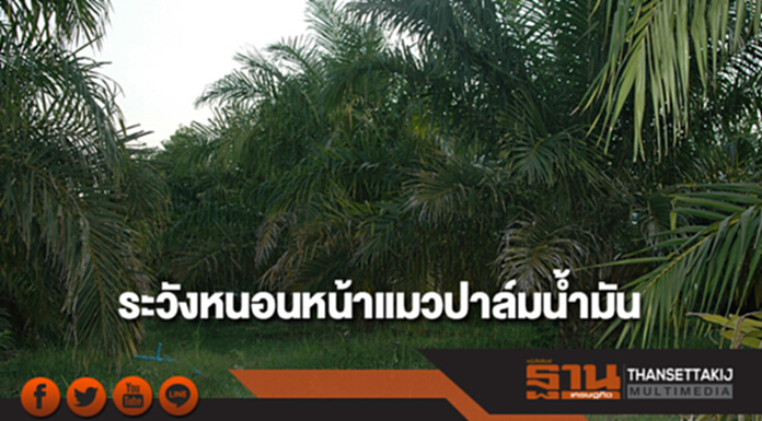 กรมวิชาการเกษตรแนะเฝ้าระวังหนอนหน้าแมวปาล์มน้ำมัน กรมวิชาการเกษตรแนะเฝ้าระวังหนอนหน้าแมวปาล์มน้ำมัน