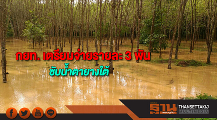 กยท. เตรียมจ่ายรายละ 3 พันซับน้ำตายางใต้ กยท. เตรียมจ่ายรายละ 3 พันซับน้ำตายางใต้