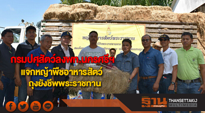 กรมปศุสัตว์ลงพท.นครศรีฯ แจกหญ้าพืชอาหารสัตว์และถุงยังชีพพระราชทาน กรมปศุสัตว์ลงพท.นครศรีฯ แจกหญ้าพืชอาหารสัตว์และถุงยังชีพพระราชทาน