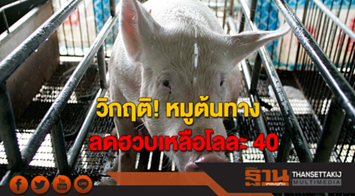 วิกฤติ! หมูต้นทาง ลดฮวบเหลือโลละ 40 ชง ‘พาณิชย์’ ลอยตัวราคา วิกฤติ! หมูต้นทาง ลดฮวบเหลือโลละ 40 ชง ‘พาณิชย์’ ลอยตัวราคา