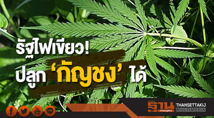 รัฐไฟเขียว! ‘กัญชง’ ปลูกได้แล้ว 6 จังหวัด หนุนเป็นพืชเศรษฐกิจ รัฐไฟเขียว! ‘กัญชง’ ปลูกได้แล้ว 6 จังหวัด หนุนเป็นพืชเศรษฐกิจ