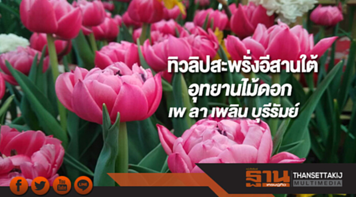 ทิวลิปสะพรั่งอีสานใต้อุทยานไม้ดอกเพ ลา เพลิน บุรีรัมย์ ทิวลิปสะพรั่งอีสานใต้อุทยานไม้ดอกเพ ลา เพลิน บุรีรัมย์