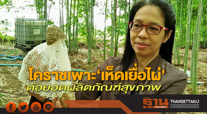 โคราชเพาะ ‘เห็ดเยื่อไผ่’ ต่อยอดผลิตภัณฑ์สุขภาพ โคราชเพาะ ‘เห็ดเยื่อไผ่’ ต่อยอดผลิตภัณฑ์สุขภาพ