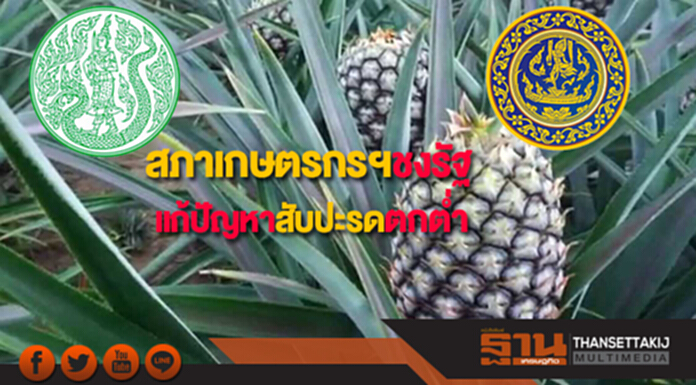 สภาเกษตรกรฯชงรัฐแก้ปัญหาสับปะรดตกต่ำ สภาเกษตรกรฯชงรัฐแก้ปัญหาสับปะรดตกต่ำ