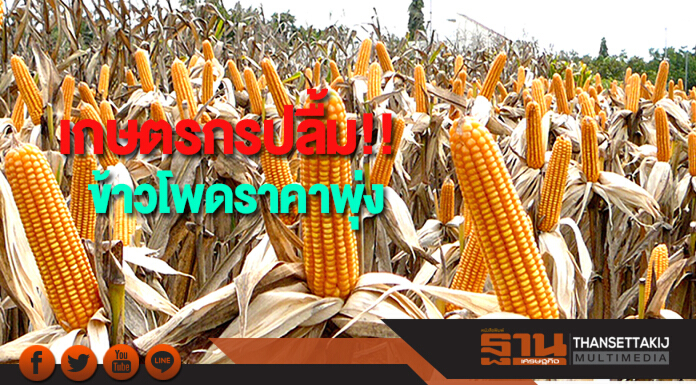 เกษตรกรปลื้มข้าวโพดราคาพุ่ง