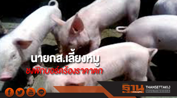 นายกส.เลี้ยงหมูเตรียมชงพิกบอร์ดร้องราคาตก นายกส.เลี้ยงหมูเตรียมชงพิกบอร์ดร้องราคาตก