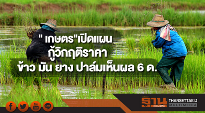 " เกษตร"เปิดแผนกู้วิกฤติราคา ข้าว มัน ยาง ปาล์มเห็นผล 6 เดือน " เกษตร"เปิดแผนกู้วิกฤติราคา ข้าว มัน ยาง ปาล์มเห็นผล 6 เดือน