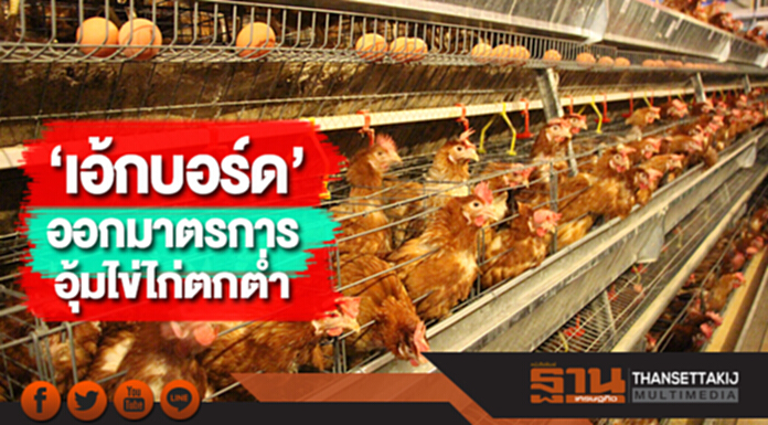 เอ้กบอร์ดออกมาตรการอุ้มไข่ไก่ตกต่ำ เอ้กบอร์ดออกมาตรการอุ้มไข่ไก่ตกต่ำ