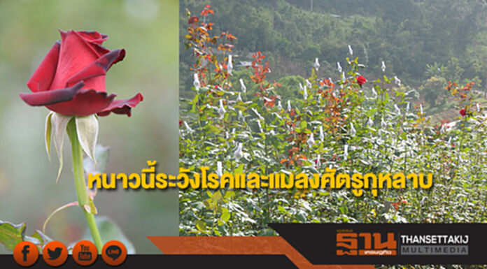 กรมวิชาการเกษตร เตือน!หนาวนี้ให้ระวังโรคและแมลงศัตรูกุหลาบ กรมวิชาการเกษตร เตือน!หนาวนี้ให้ระวังโรคและแมลงศัตรูกุหลาบ