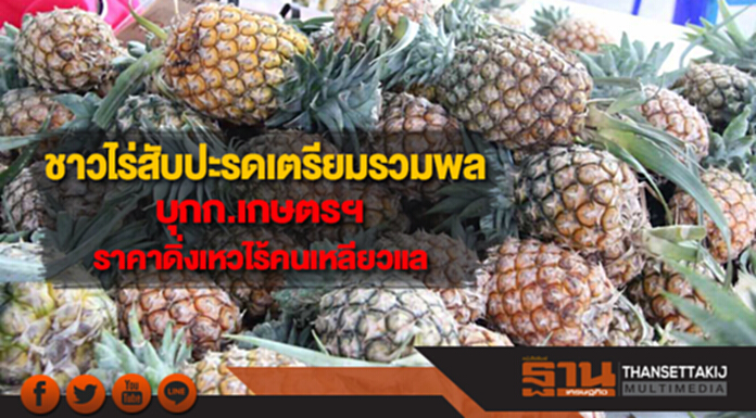 ชาวไร่สับปะรดเตรียมรวมพลบุกก.เกษตรฯหลังราคาดิ่งเหวไร้คนเหลียวแล ชาวไร่สับปะรดเตรียมรวมพลบุกก.เกษตรฯหลังราคาดิ่งเหวไร้คนเหลียวแล