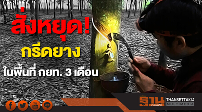 "ธีธัช" สั่งพื้นที่ กยท.หยุดกรีดยาง 3 เดือน ขู่ลักลอบ ให้ดำเนินคดีอาญาฐานลักทรัพย์ "ธีธัช" สั่งพื้นที่ กยท.หยุดกรีดยาง 3 เดือน ขู่ลักลอบ ให้ดำเนินคดีอาญาฐานลักทรัพย์
