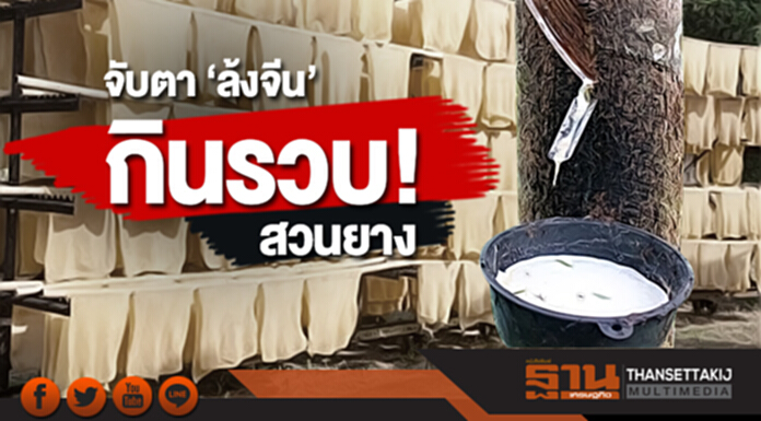 จับตา ‘ล้งจีน’ กินรวบสวนยาง - เอาเปรียบเกษตรกร จับตา ‘ล้งจีน’ กินรวบสวนยาง - เอาเปรียบเกษตรกร